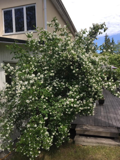 Topprenoverad funkisdröm med 7 rum och skogsnära läge.