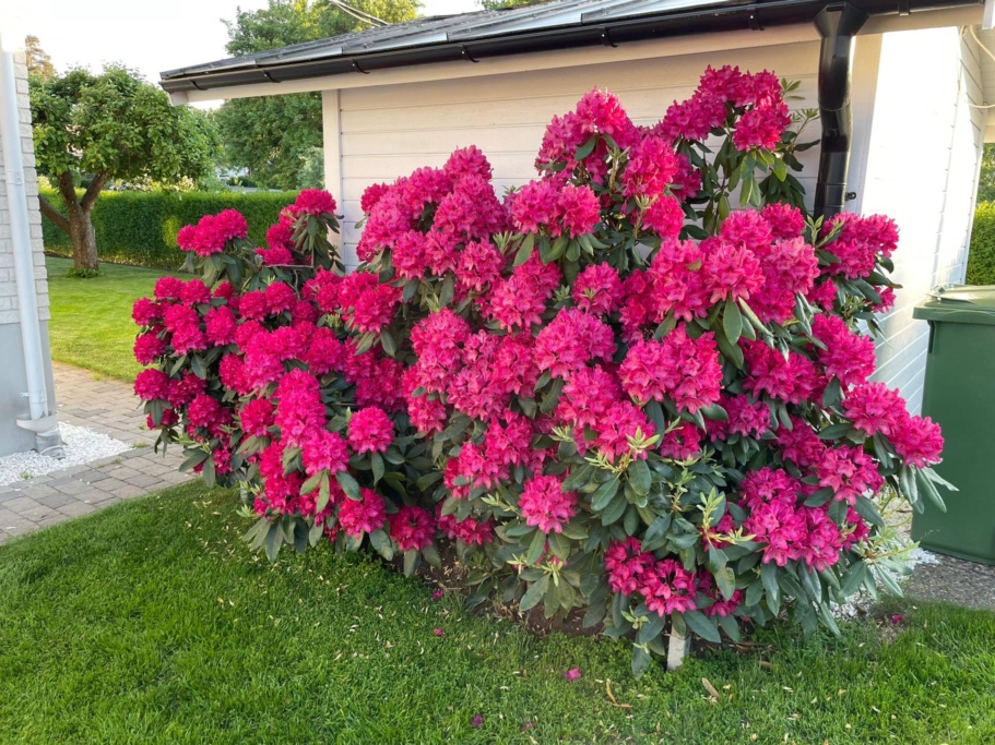Familjeidyll vid Päronparken – hörntomt i soligt söderläge!